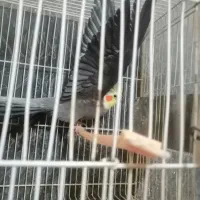 عروس هلندی ماده لوتینو ونر سیاموند|پرنده|مشهد, امیرآباد|دیوار