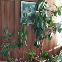 فروش 6 عدد گلدان فیکوس