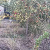 باغچه۱۷۰۰ متر یکجا یا در قطعات کوچکتر تهاتر باواحد|فروش زمین و ملک کلنگی|هشتگرد, ایقربلاغ|دیوار