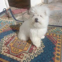 سگ فروشی|سگ|خرمدره, |دیوار