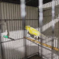 قناری سوپری کاکلی نر مست بخون|پرنده|بجنورد, |دیوار