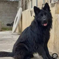 ژرمن بلک کینگ سایز مو بلند