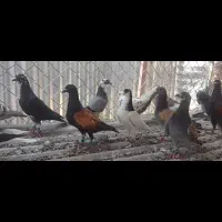 کبوتر|پرنده|شیراز, زیباشهر|دیوار