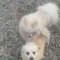 سگ پامرین اصل