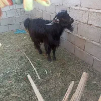 تروشت|حیوانات مزرعه|جالق, |دیوار