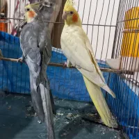 طوطی عروس هلندی مولد