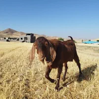بز نر 1.5 ساله مناسب داشتی