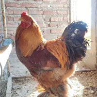 خروس برهما جوان بالغ