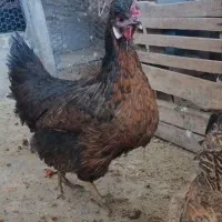 سه عدد مرغ خانگی (رسمی)