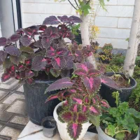 گل حسن یوسف فقط ۱۰۰