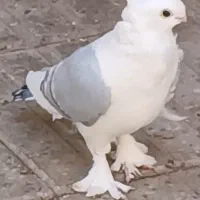 کبوتر ساتن گمشده