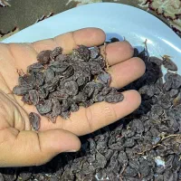 کشمش عسکری و ریش بابا تناژی|خوردنی و آشامیدنی|بیضا, |دیوار