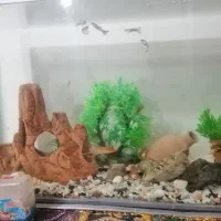 ماهی اکواریوم سر جم|ماهی|سنندج, |دیوار