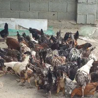 مرغ های دم تخم گذاری