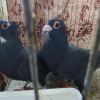 حراج زاغ سیستانی و پلنگ کرمانی