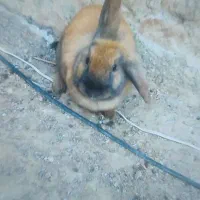 خرگوش واگذاری