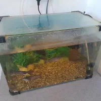 اکواریوم با ماهی