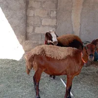 قزل افشار|حیوانات مزرعه|شوشتر, |دیوار