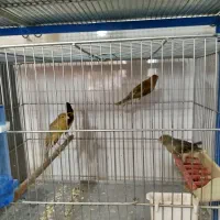 پرنده فروشی طاها|پرنده|فسا, |دیوار