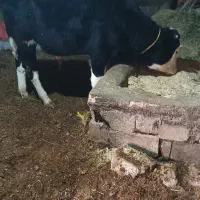 یک راس گوساله نر سیمینتال|حیوانات مزرعه|لیلان, |دیوار