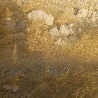 گمشده بزغاله