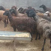 گوسفند میش جوان بره دار