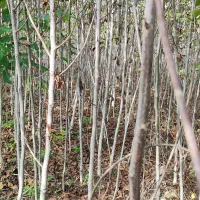 نهال گردو و برنج فجر سوزنی|خدمات باغبانی و درختکاری|دلند, |دیوار