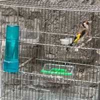 (سهره نرمعاوضه با انگشتر ) و قناری ماده