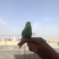 مرغ عشق دستی
