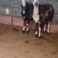 دو عدد بره قوچ پلنگی بروجردی اصل|حیوانات مزرعه|نکا, |دیوار