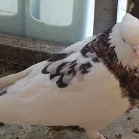 کبوتر دمگیر بدرنگ طوقی شیرازی|پرنده|شاهین‌شهر, نبوت|دیوار