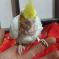 عروس هلندی|پرنده|مشهد, بهمن|دیوار