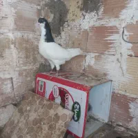 کبوتر شصتی سیاه عتیقه