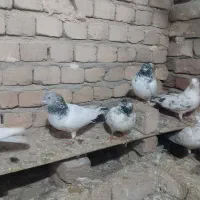 تهرانی بالاگرد