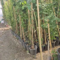 ساناز گل رز رز رونده محلات