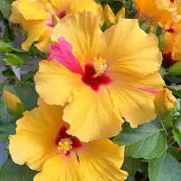 اجاره کوتاه مدت باغ ویلا