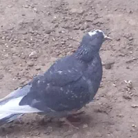 کبوتر|پرنده|رشت, عینک|دیوار