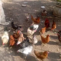 مرغ و خروس کرچ شو