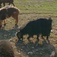 بز و بیگ|حیوانات مزرعه|دزفول, |دیوار