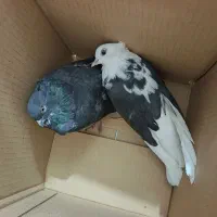 واگذاری رایگان کبوتر