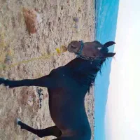 فروش اسب