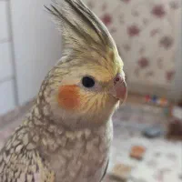 عروس هلندی گمشده