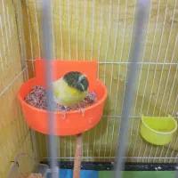 قناری گلستر