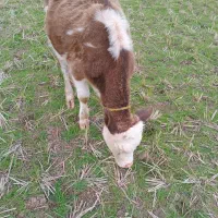 گاو حیوانات مزرعه|حیوانات مزرعه|رشت, کوی مهر|دیوار