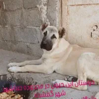 سگ گمشده در محدوده صباشهر