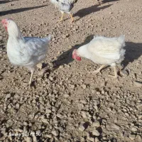 مرغ|حیوانات مزرعه|مرودشت, نقش رستم|دیوار