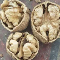 پیش فروش پاییزه نهال در نهالستان رویش نهال آغاز شد|خدمات باغبانی و درختکاری|کرمانشاه, |دیوار