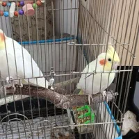 یک جفت عروس هلندی لوتینو نر و ماده