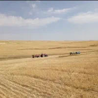 کاه گندم کمپاین کاه کوب