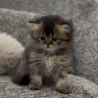 گربه بریتیش